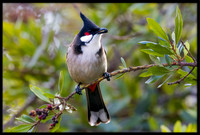 Red-whiskered Bulbul