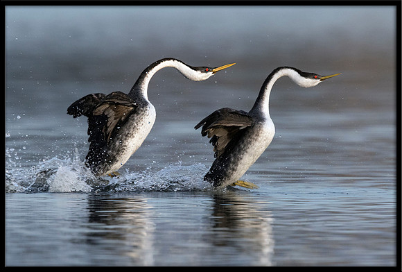 Western Grebe Courtship "Rush"