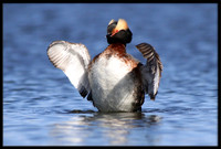 Horned Grebe
