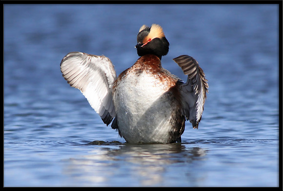 Horned Grebe