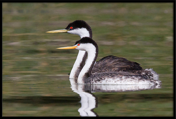 Clarks/Western Grebes