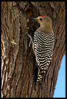 Gila Woodpecker