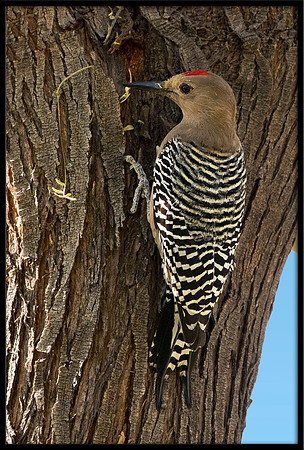 Gila Woodpecker