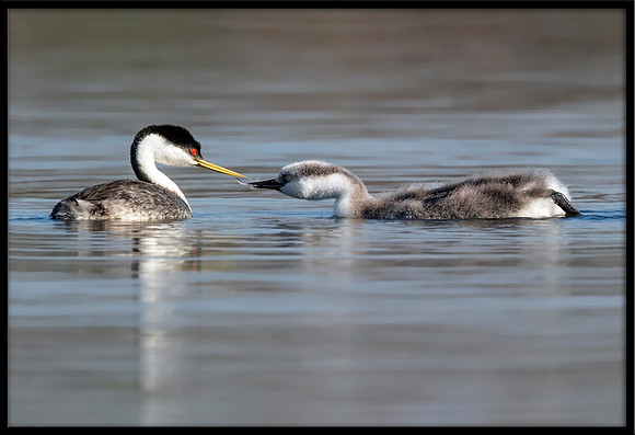 Western Grebe Feather Offering