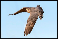 Gryfalcon-Merlin Hybrid