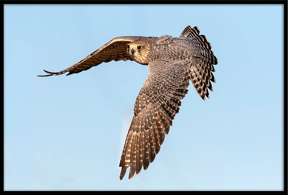 Gryfalcon-Merlin Hybrid