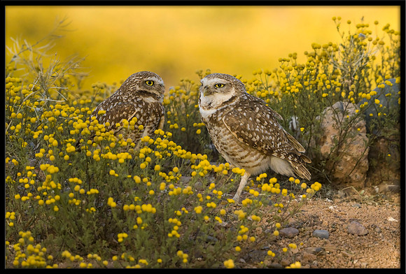 Burrowing Owl