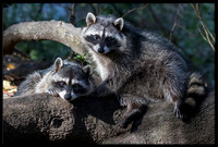Raccoon