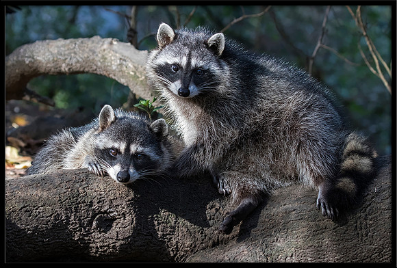 Raccoon