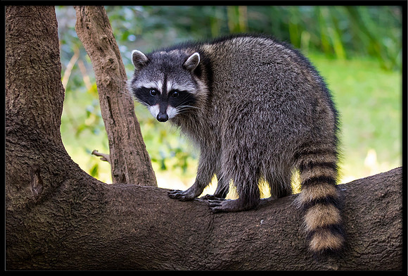 Raccoon
