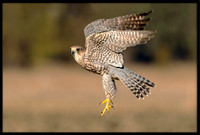 Gyrfalcon-Merlin Hybrid