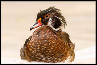 Wood Duck