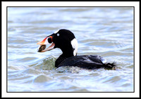 Surf Scoter eating clam