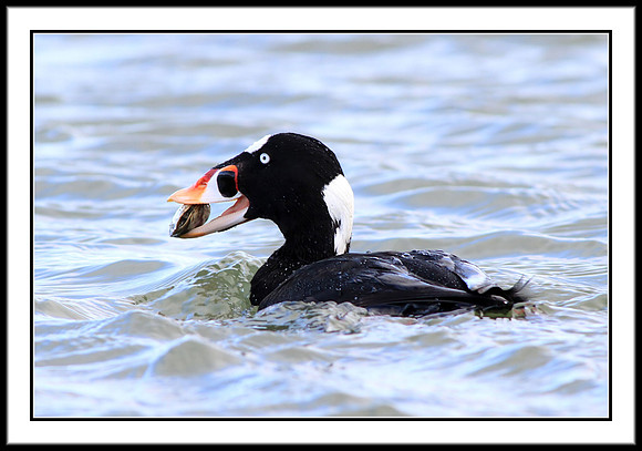 Surf Scoter eating clam