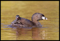 Pied-billed Grebe with chick