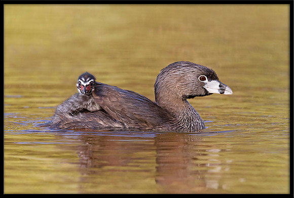 Pied-billed Grebe with chick