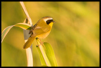 Common Yellowthroat