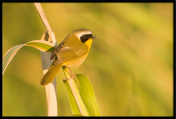 Common Yellowthroat