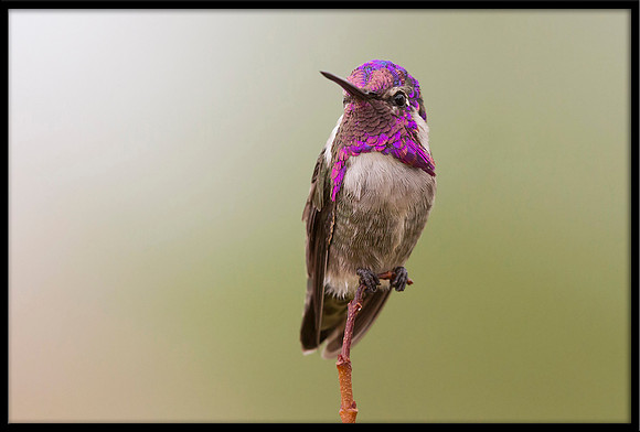 Costa's Hummingbird