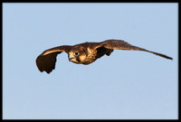 Saker Falcon