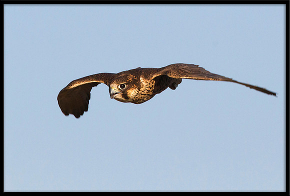Saker Falcon
