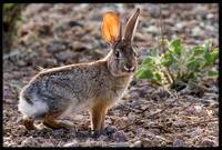 Desert Cottontail