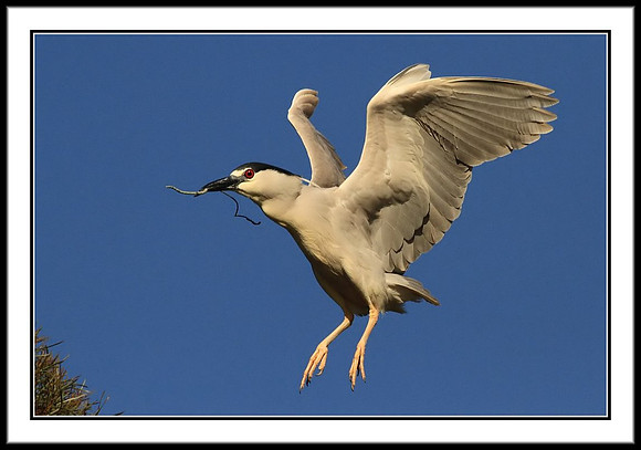 Black-crowned Night Heron Returns With Nesting Material