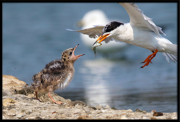 Forster's Tern Feeding 14-Day Old Chick