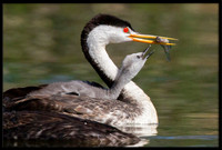 Clarks Grebe feeding time