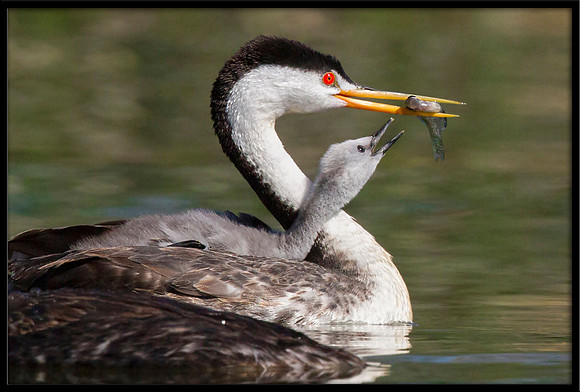 Clarks Grebe feeding time