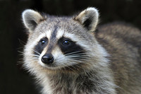 Racoons