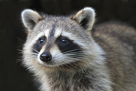 Raccoon