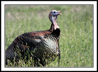 Wild Turkey
