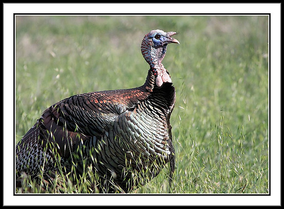 Wild Turkey