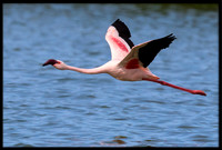 Lesser Flamingo (wild, non-captive)