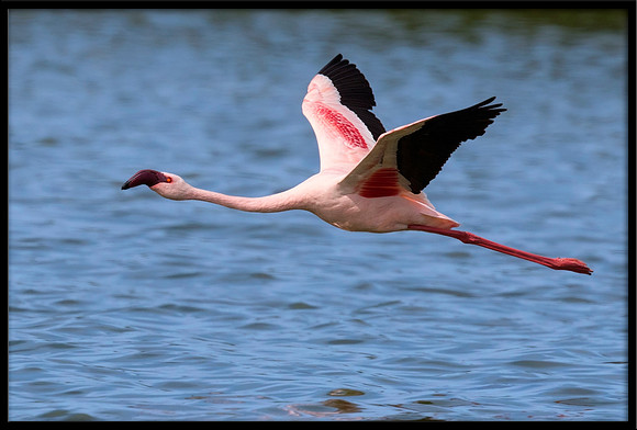 Lesser Flamingo (wild, non-captive)