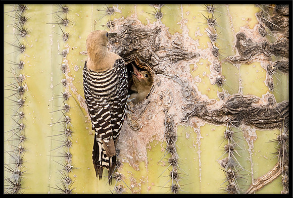 Gila Woodpecker nest