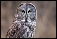Great Grey Owl