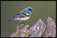 Lazuli Bunting