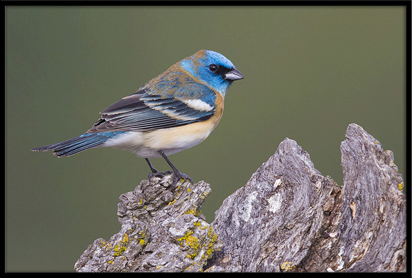 Lazuli Bunting