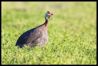 Guinea Fowl