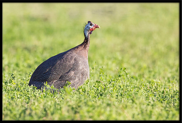 Guinea Fowl