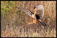 Aplomado Falcon