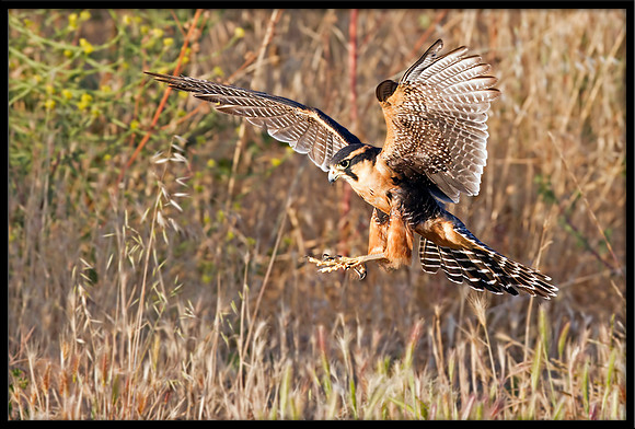 Aplomado Falcon
