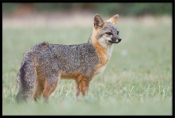 Grey Fox