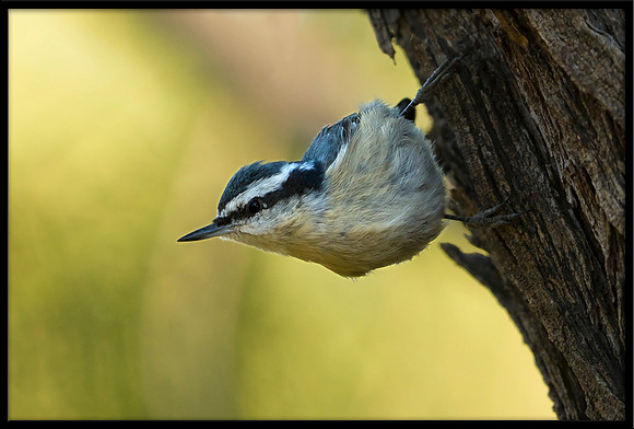 Red-breasted Nuthatch