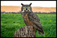 Great Horned Owl