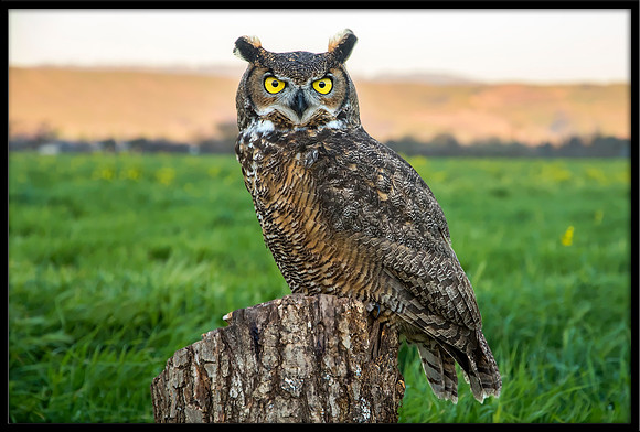 Great Horned Owl