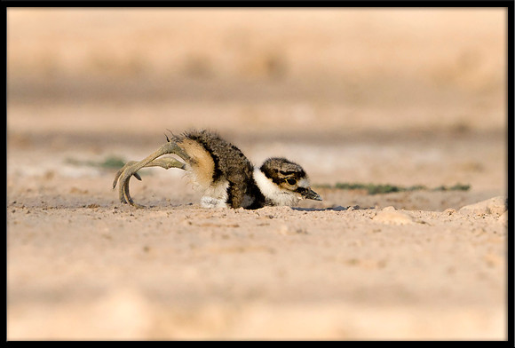 Killdeer Chick