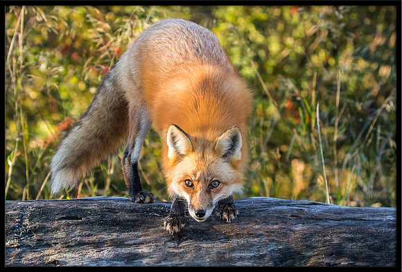 Red Fox